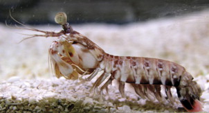 "Odontodactylus havanensis"